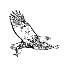 Black and white sketch of a flying bird with transparent background