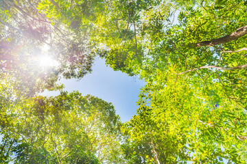 Nature green forest with big trees and sky on top