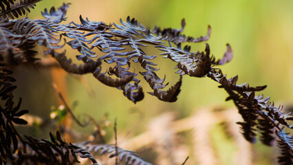 Bruyères et fougères sauvages, dans la forêt des Landes de Gascogne