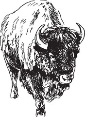 Fototapeta premium Hand sketch bison. Vector illustration.