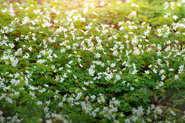 Blooming Snowdrop Anemone flowers under the trees