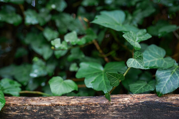 Natural wooden podium with green leaves, Background for cosmetic products, the scene in the forest. Mock up the pedestal