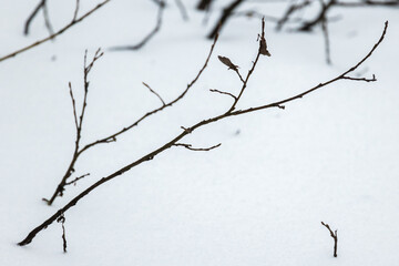 Fototapeta na wymiar Frozen branches over snow background, natural winter photo