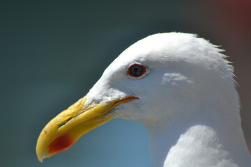 Obraz premium the head of a seagull in summer day