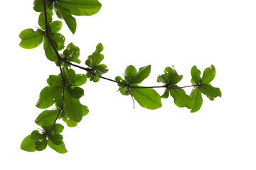 Fototapeta na wymiar Green leaf or branch isolated on white background.