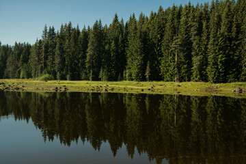 Lake by the pine forest