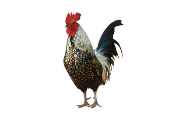 beautiful colored chicken isolated on white background.