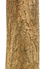 Tree trunk isolated on white background.