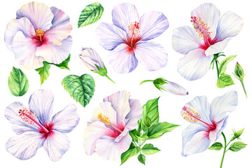 Watercolor hibiscus flower on a white background. Set of tropical flowers elements. Floral bundle © Hanna