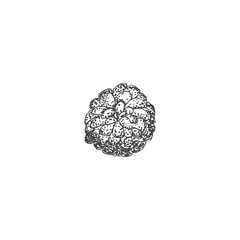 Flower graphics illustration sketch isolated on white background 