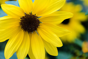 sunflower close up