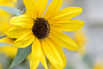 yellow flower closeup