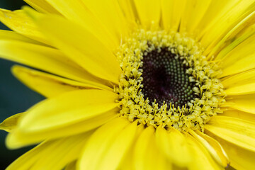 yellow flower macro