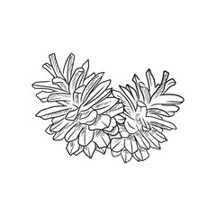 Two pine cones in black isolated on white background. Hand drawn vector sketch illustration in vintage doodle outline engraved style. Decoration for Christmas, winter, greeting cards, forest.