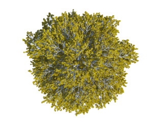 European White Birch top view png alpha channel Autumn season