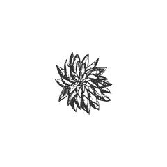 Flower graphics illustration sketch isolated on white background  