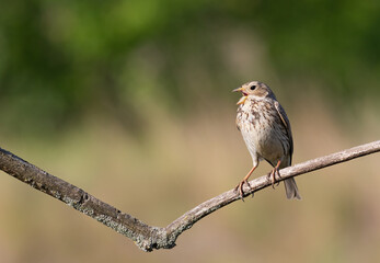 Corn bunting, Emberiza calandra. The male sings while sitting on a branch