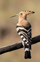 Eurasian hoopoe, Upupa epops. Early in the morning a bird sat on a beautiful branch
