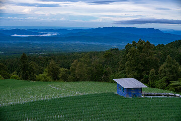 A lone traditional cabin under mount sumbing slope surrounded by crop terrace 