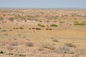 Fototapeta na wymiar Cattle greasing near Brandberg mountain, Namibia