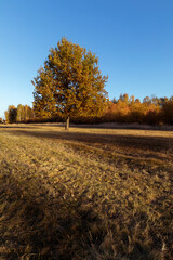 Lonely young oak tree in autumn time