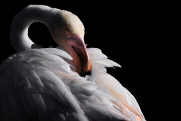 Greater Flamingo, Phoenicopterus ruber, beautiful pink big bird with long neck , animal in the nature habitat, France. Wild from Europe. Flamingo, wildlife.