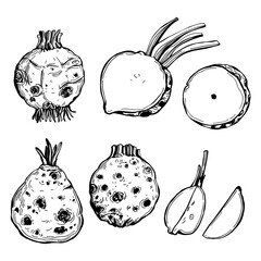 Sketch celeriac . Vector   illustration.