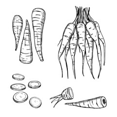 Sketch parsnip. Vector  illustration.