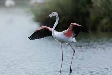 Greater Flamingo in the water.  Wildlife Camargue 