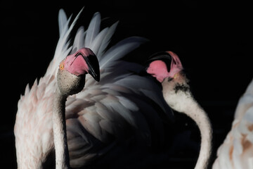 Greater Flamingo in the water.  Wildlife Camargue 