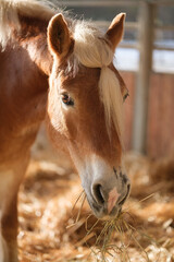 Naklejka premium Brown horse in stable eating hay and straw on a sunny day. Mane is tied into a ponytail. Feeding in the horse stall. Closeup of the head.