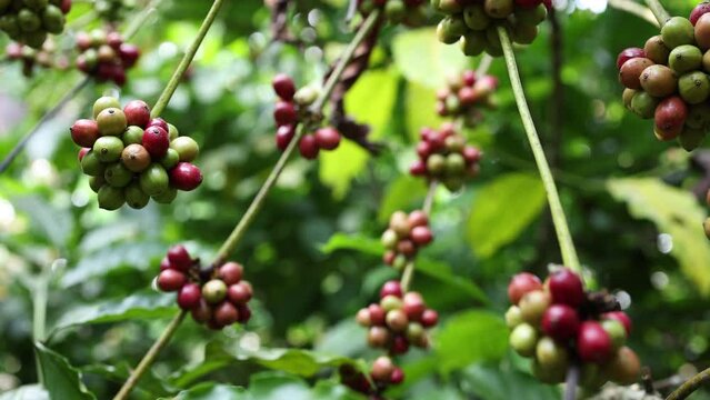 Untitled ProjectRipe red Robusta coffee beans ready for harvest, Robusta coffee is a tropical strain found in some parts of the northern part of Thailand.