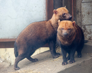 Bush dog.
It is a predatory mammal of the Canid family. It lives in forests and moist savannas of Central and South America.