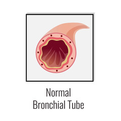 Normal Bronchial Tube Composition - obrazy, fototapety, plakaty