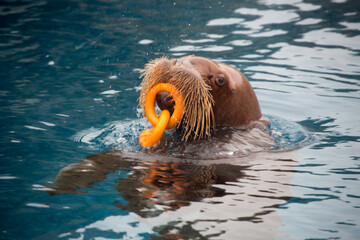 Walrus with a toy.
 This unique animal of the Arctic is one of the largest animals inhabiting the northern seas. The walrus uses whiskers to navigate along the seabed, since already at a depth of seve