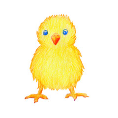 Bright yellow little chicken, front view, hand-drawn with colored pencil