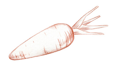 Vintage Cartoon illustration, carrot, hand-painted, sketch