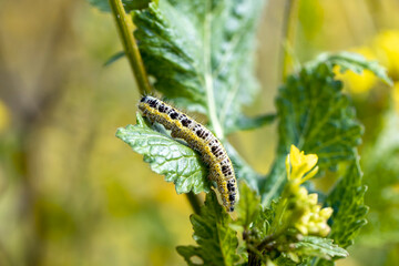 sinapis arvensis Turkish name : Great White Angel (Pieris brassicae ) butterfly caterpillar on mustard grass . While feeding on the plant.