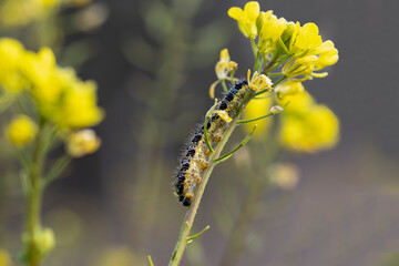 sinapis arvensis Turkish name : Great White Angel (Pieris brassicae ) butterfly caterpillar on mustard grass . While feeding on the plant.