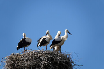 Weißstorch (Ciconia ciconia)