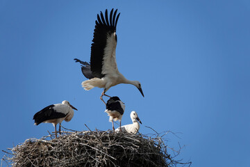 Weißstorch (Ciconia ciconia)