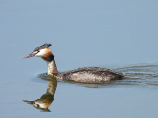 Haubentaucher&nbsp;(Podiceps cristatus)