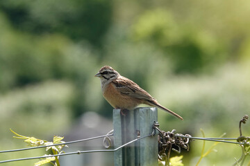 Zippammer (Emberiza cia)