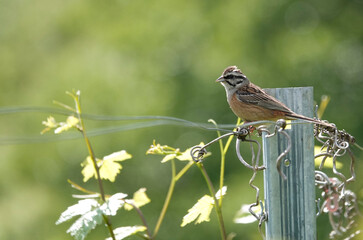 Zippammer (Emberiza cia)