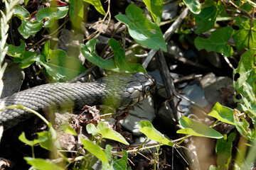 Barrenringelnatter (Natrix helvetica)