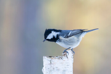 Coal tit 