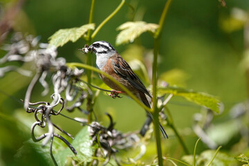 Zippammer (Emberiza cia)