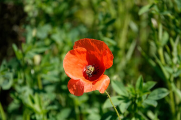 Klatschmohn (Papaver rhoeas)