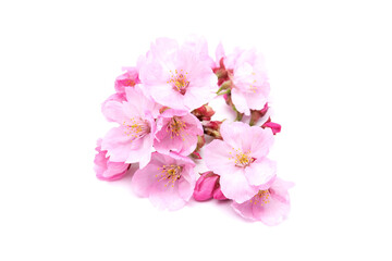 Cherry blossom isolated on white background. Sign of spring. Copy space
