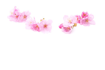 Fototapeta na wymiar Cherry blossom isolated on white background. Sign of spring. Copy space